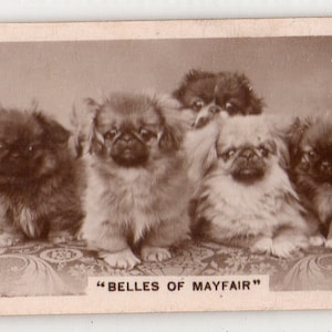 Puede incluir: Una fotografía antigua en blanco y negro de cinco perros Pekinés sentados en un cojín estampado. Los perros miran todos a la cámara. El pie de foto dice "Belles of Mayfair".