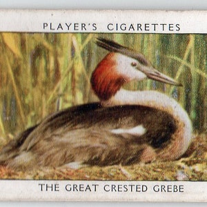 GRANDE CRESTED GREBE 1932 Player Wild Birds #14 Cartão de Cigarro