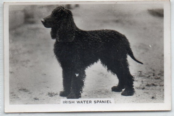 IRISH WATER SPANIEL 1939 Senior Service Dogs #27 Cigarette Card