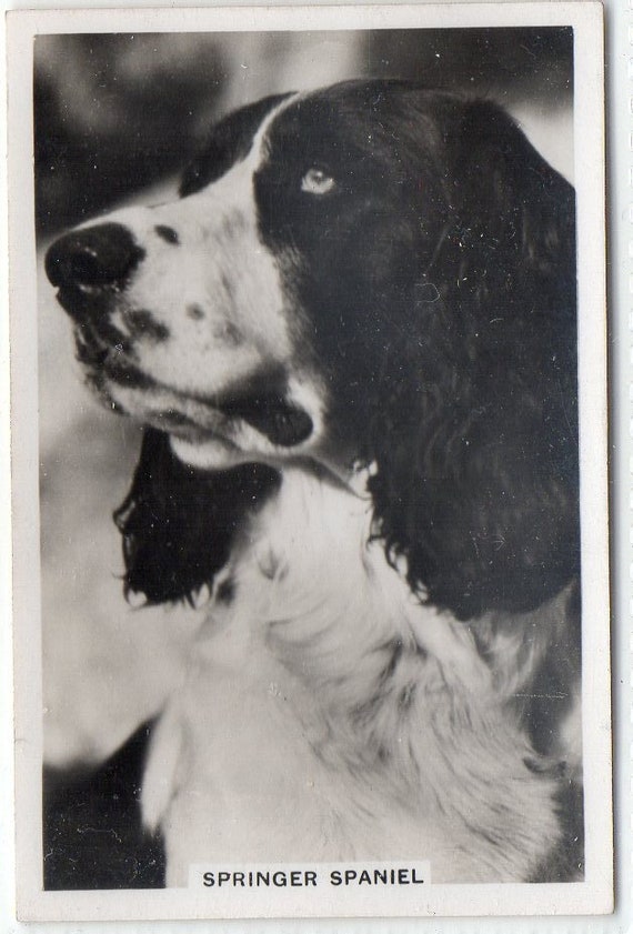 senior service cigarette cards dogs SPRINGER SPANIEL 1939 Senior Service Dogs #21 Cigarette Card