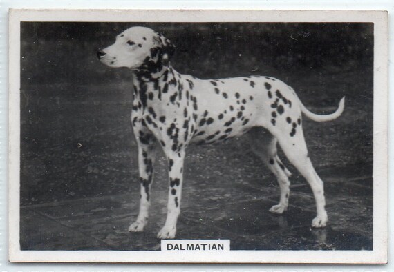 senior service cigarette cards dogs DALMATIAN 1939 Senior Service Dogs #42 Cigarette Card