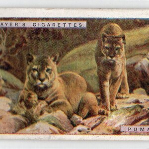 PUMAS 1924 Player Natural History #39 Cigarette Card