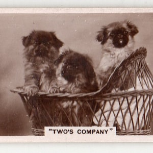 Puede incluir: Tres perros Pekineses se sientan en una cesta de mimbre. Los perros son marrones y negros. La cesta es marrón y blanca. El texto "TWO'S COMPANY" está impreso debajo de la cesta.