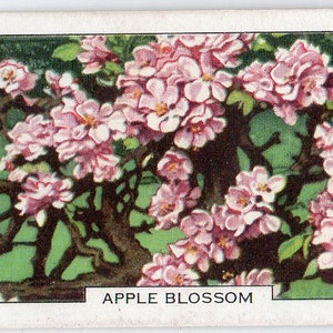 APPLE BLOSSOM 1938 Gallaher Garden Flowers #5 Cartão de cigarro
