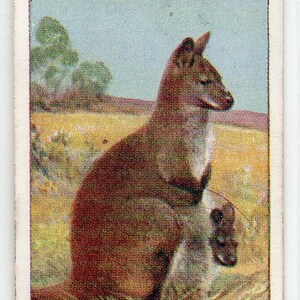 BENNETT&#39;S WALLABY 1924 Player Natural History #47 Cigarette Card