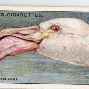 Flamingo 1929 jogador curioso bicos #13 cartão de cigarro