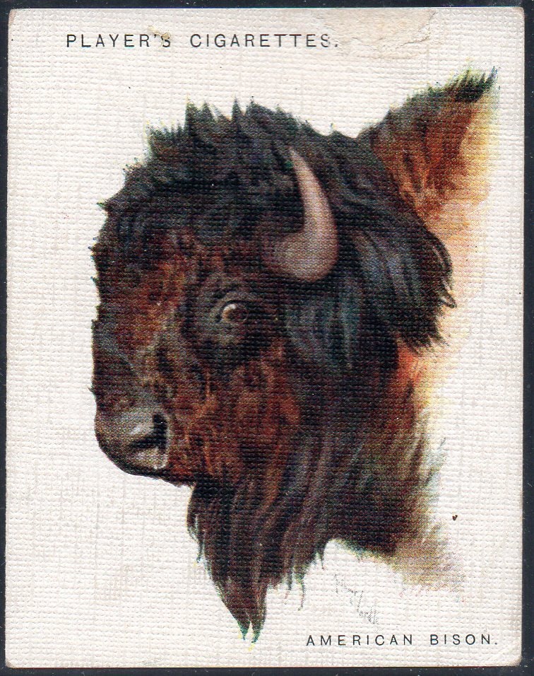 bison cigarettes AMERICAN BISON 1932 Player Wild Animal Heads Large #4 Cigarette Card