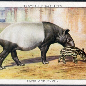 TAPIR AND YOUNG 1938 Player Zoo Babies Large #22 Cigarette Card