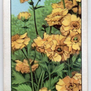 GEUM 1938 Gallaher Garden Flowers #36 Cigarette Card