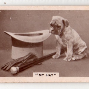 Puede incluir: Un cachorro de bulldog marrón y blanco con un sombrero de copa marrón y blanco con una banda negra. El cachorro está sentado en una superficie marrón con un bastón marrón y un guante de cuero marrón.