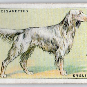 ENGLISH SETTER 1937 Wills Dogs #29 Cigarette Card