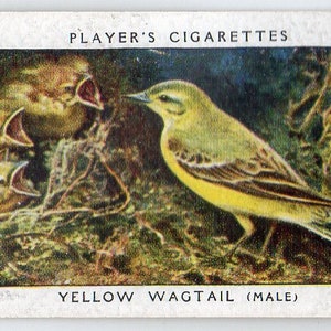 YELLOW WAGTAIL 1937 Player Birds e seu jovem cartão de cigarro # 42