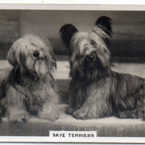 SKYE TERRIERS 1939 Senior Service Dogs #36 Cigarette Card