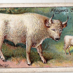 CHILLINGHAM CATTLE 1909 Player Nature Series #47 Cigarette Card