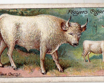 CHILLINGHAM CATTLE 1909 Player Nature Series #47 Cigarette Card