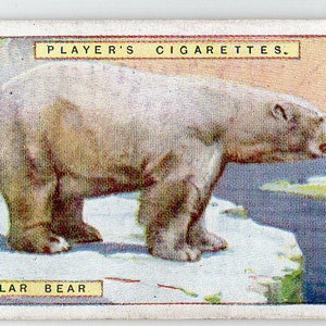 POLAR BEAR 1924 Player Natural History #7 Cigarette Card