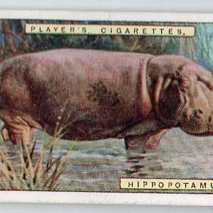 HIPPOPOTAMUS 1924 Player Natural History #23 Cigarette Card