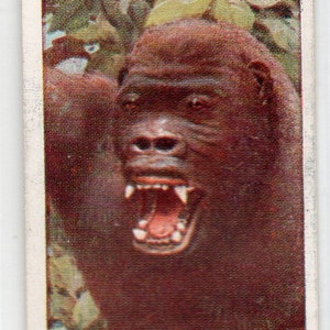GORILLA 1924 Player Natural History #22 Cigarette Card