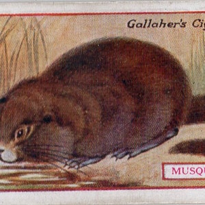 MUSQUASH MUSK RAT 1921 Gallaher Animals & Birds of Commercial Value #40 Cigarette Card