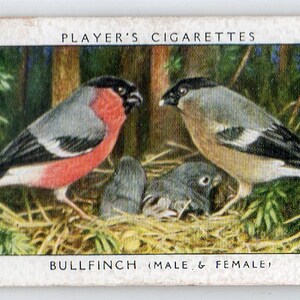 BULLFINCH 1937 Player Birds e seu jovem cartão de cigarro nº 2