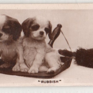 Puede incluir: Dos cachorros Cavalier King Charles Spaniel marrones y blancos sentados en una superficie marrón. El texto "RUBBISH" está impreso debajo de los cachorros.