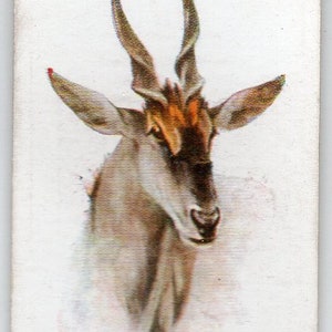 ELAND 1931 Player Wild Animal Heads #19 Cigarette Card