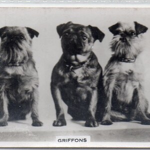 GRIFFONS 1939 Senior Service Dogs #7 Cigarette Card