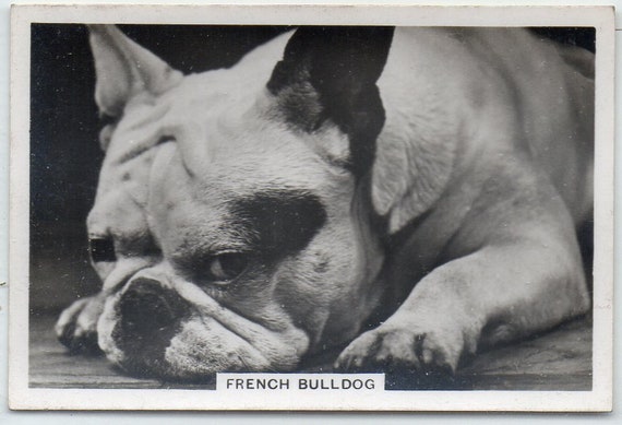 FRENCH BULLDOG 1939 Senior Service Dogs #30 Cigarette Card