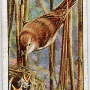 Cartão de cigarro REED-WARBLER 1932 Player Wild Birds #43