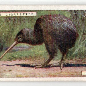 APTERYX 1924 Player Natural History #6 Cigarette Card