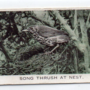 SONG THRUSH 1935 Baldric Wild Birds en casa #1 tarjeta de cigarrillos