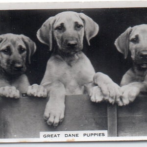GREAT DANE PUPPIES 1939 Senior Service Dogs #39 Cigarette Card