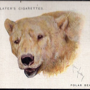 POLAR BEAR 1932 Player Wild Animal Heads Large #3 Cigarette Card