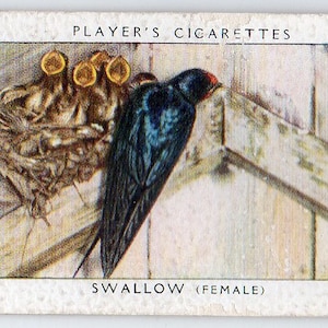 SWALLOW 1937 Player Birds e seu jovem cartão de cigarro # 37