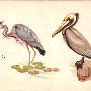 GREAT BLUE HERON & BRoWN PELiCAN Vintage 1961 kennen Ihre Vögel Welt Buch Enzyklopädie Karte