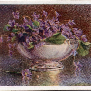 VIOLETS 1937 Phillips Flower Studies #23 Karta papierosowa