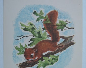 SQUIRREL Vintage 1959 Rutherfords Animals Litho Print Picture 10x12