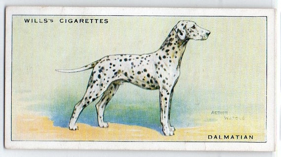 wills cigarette cards dogs DALMATIAN 1937 Wills Dogs #13 Cigarette Card