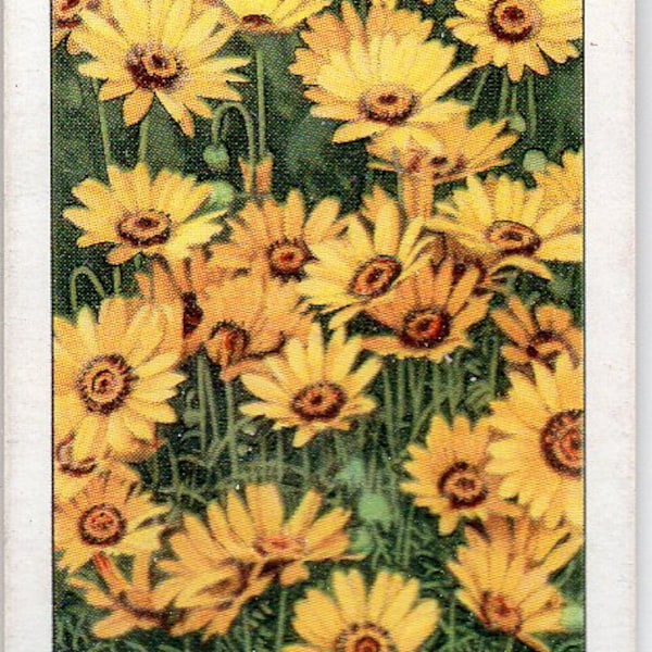 URSINIA 1938 Gallaher Garden Flowers #19 Cigarette Card