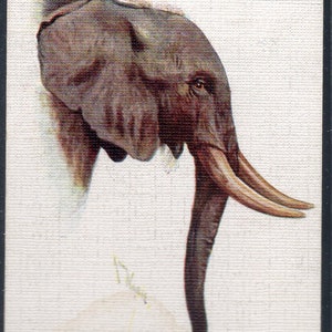 AFRICAN ELEPHANT 1932 Player Wild Animal Heads Large #12 Cigarette Card