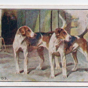 FOXHOUNDS 1925 Player Dogs #15 Cigarette Card