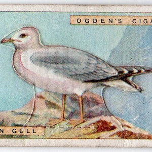 COMMON GULL 1923 Ogden's British Birds Cut-Outs #15 Cartão de cigarro