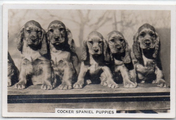 senior service cigarette cards dogs COCKER SPANIEL PUPPIES 1939 Senior Service Dogs #6 Cigarette Card