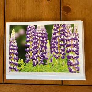Lupine Greeting Card