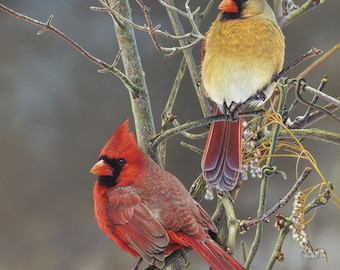 1497 Winter Haven Cardinals Panel 35.5" Wide x 43.5" Long, David Textiles, digitally printed cotton fabric. Male and female cardinal pair.