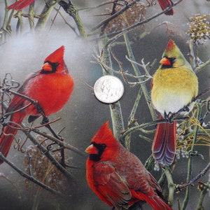 1496 Winter Cardinals on Bare Branches, taupe background cardinal pairs allover cotton fabric by the yard David Textiles, small fabric cuts imagem 6