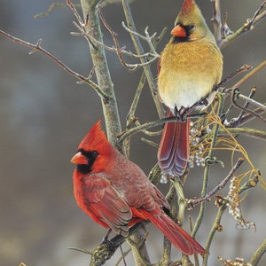 1496 Winter Cardinals on Bare Branches, taupe background cardinal pairs allover cotton fabric by the yard David Textiles, small fabric cuts Bild 7