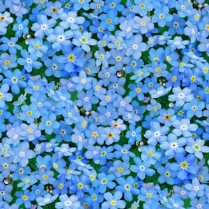 Baumwollstoff Vergissmeinnicht – kleine blaue Streublumen Allover auf Grün, Blümchenstoff, Patchworkstoff für Quilt, Taschen, Kissen, 0,5 m