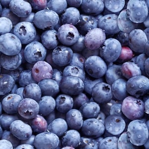 Könnte beinhalten: Ein Nahaufnahmebild einer großen Gruppe von Blaubeeren. Die Blaubeeren sind tiefblau und haben eine leicht glänzende Oberfläche. Einige der Blaubeeren haben eine weiße Blüte.