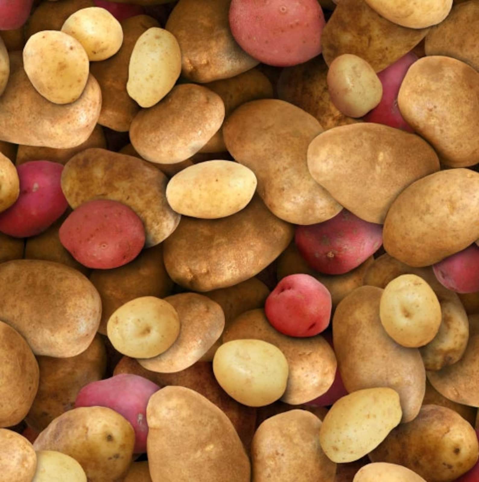 клетка запасающей ткани клубня картофеля. запасающая паренхима крахмальные зерна. запасающая паренхима растений. запасающая паренхима картофеля. ткань картофеля.